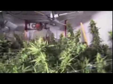 Reportage complet Cannabis L’incroyable business du Cannabis au Canada !