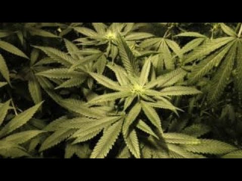 US cannabis company goes public in Canada