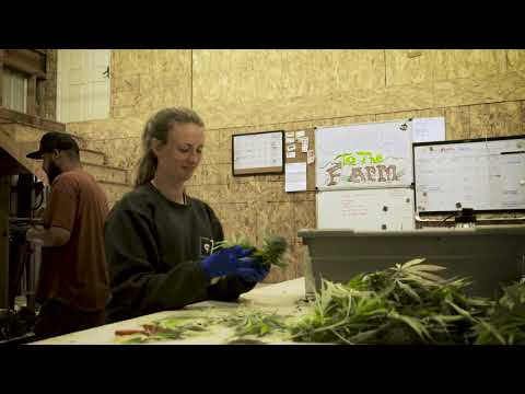 Harvest Season: Life on a Cannabis Farm in Southern Oregon