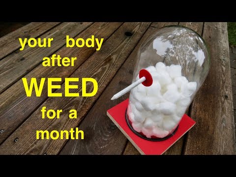 How Smoking CANNABIS for a Month Affects Your Lungs ● A Must See !