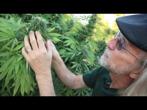 Cannabis Business Training at THC University
