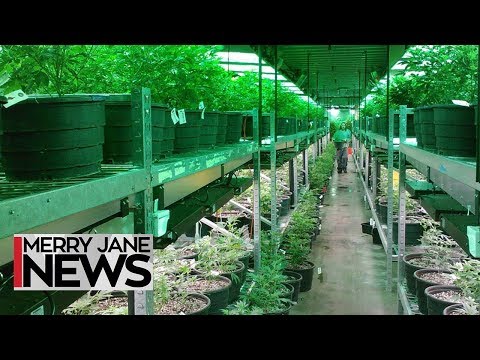 How to Have a Legal Cannabusiness in California | MERRY JANE News