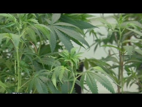 Pot legal nationwide in 5 years?