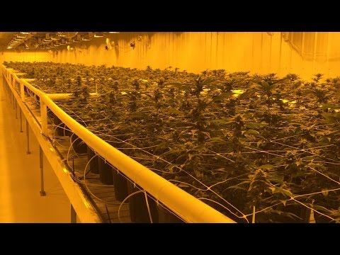 Take a tour of  the Aurora Cannabis production facility (in 4K)