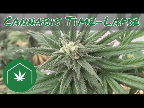 How to Grow Cannabis Time Lapse