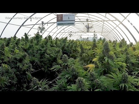 A look inside Jim Belushi’s 93-acre cannabis farm in Southern Oregon
