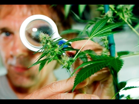 BBC Documentary 2017 – Medical Cannabis: The Wonder Weed – 2017 Full Documentary