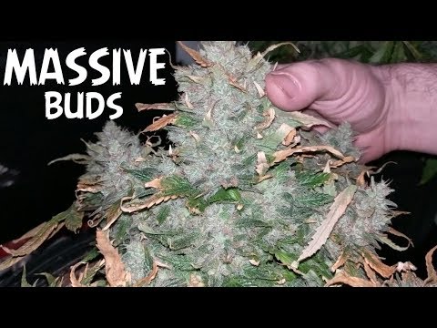 HARVESTING THE BIGGEST BUDS OF MY LIFE