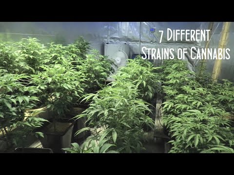 7 Different Strains of Cannabis
