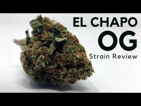 El Chapo OG Cannabis Strain Information & Review