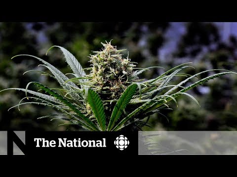 Legal pot bill passes, cannabis critics raise concerns