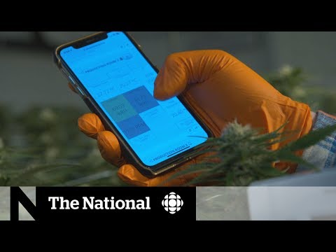 Weed and tech grow side-by-side amid flourishing cannabis industry