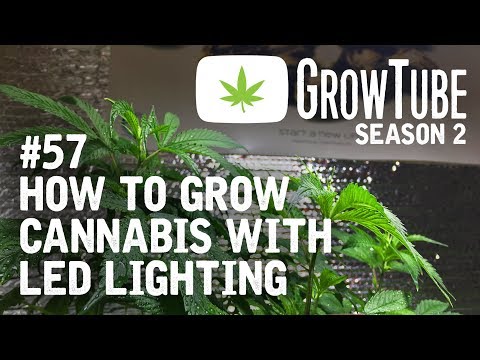 GrowTube #57 – How to Grow Cannabis With LED Lighting