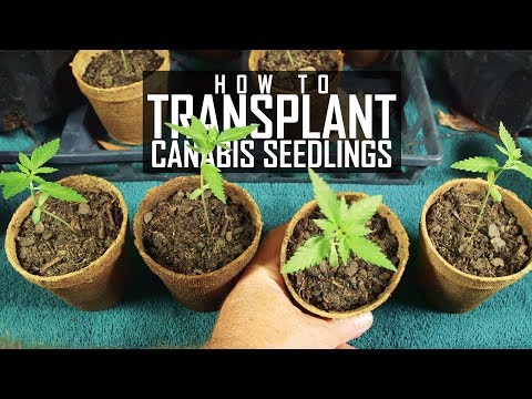 Seeds, Soil & Sun: How to Grow Cannabis (#2 Transplanting Seedlings)