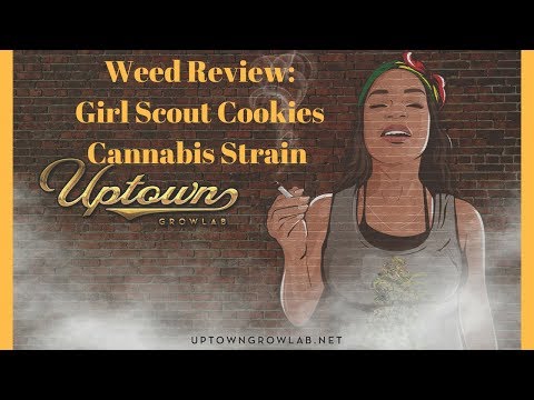 Weed Review: Girl Scout Cookies Cannabis Strain Review