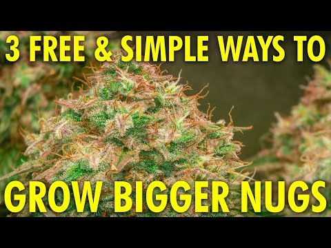 3 Simple & Free Ways to Grow Bigger, Denser Buds! Cannabis Grow Guide Week 12