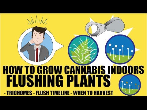 Flushing Cannabis Plants – How to grow marijuana course for dummies – Growing Cannabis Indoors 101