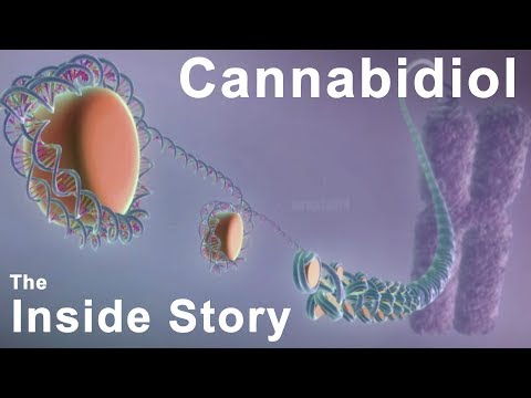 The Inside Story of Cannabidiol – What are the Benefits of CBD?