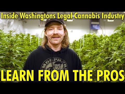 How Marijuana Is Grown and Sold on a Commercial Level – Grow Op & Rec Shop Tour