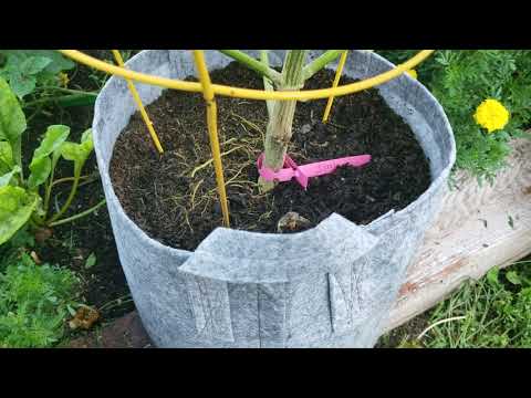 Morning routine for backyard cannabis grow.