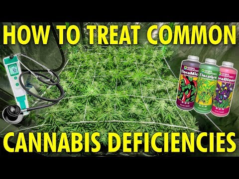How to Identify and Fix Common Cannabis Plant Deficiencies – Marijuana Grow Guide