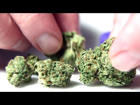 Cannabis Up Close #7: Famous El Chapo OG (Indica) – Marijuana Strain Review