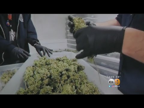 Weed Buyers Beware: Cannabis Testing Yielding Contaminant Findings