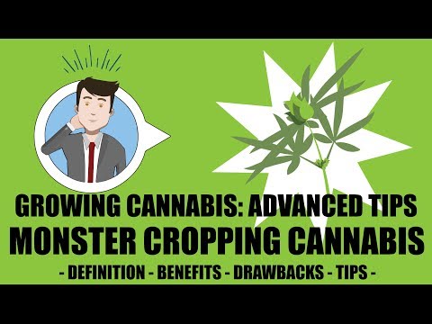 Monster Cropping, Cloning During Flowering Stage – Growing Cannabis 201: Advanced Grow Tips