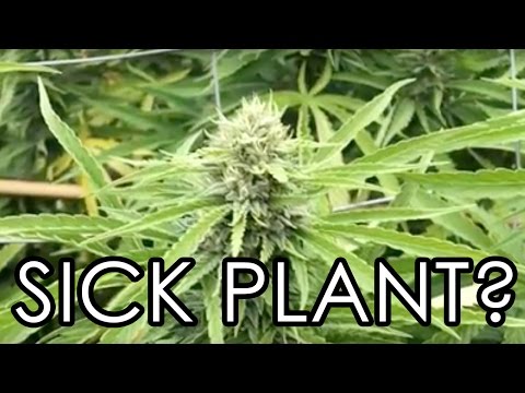 If You Think Your Cannabis Plants are Sick, Do This….