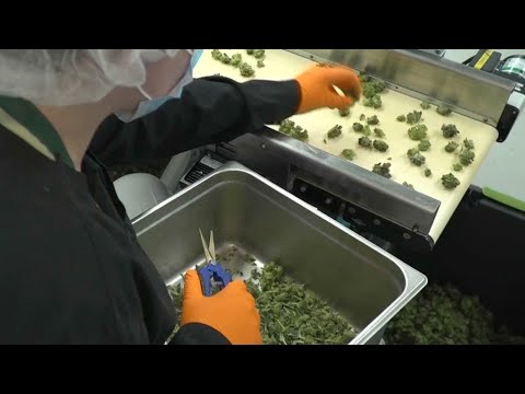 Cannabis industry grows in Canada after legalization of recreational marijuana
