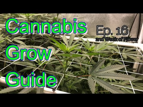 Cannabis Grow Guide Ep  16 Second Week of Flower