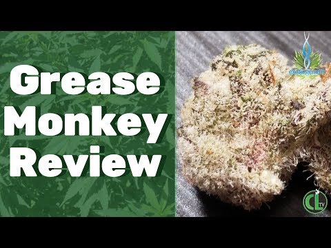 Grease Monkey Strain Review (Exotic Genetix) | Cannabis Lifestyle TV