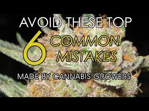 Avoid These 6 Common Mistakes Made by Cannabis Growers