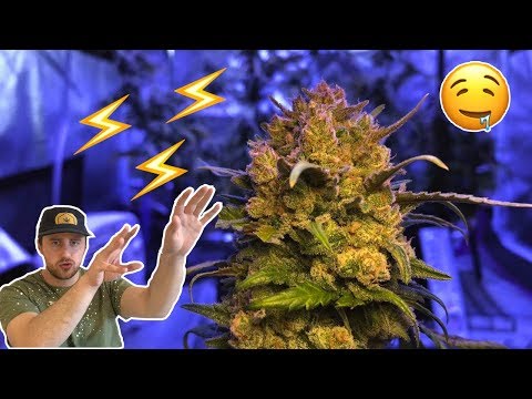 Growing Marijuana at Home has never been this Easy!