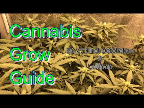 Cannabis Grow Guide Ep. 17 Canna Coco Flower Nutes, Defoliate, & Lollipop