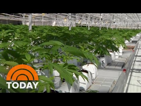 Canada Legalizes Recreational Pot: What US Tourists Should Know | TODAY