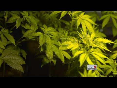 Truth behind marijuana licenses in Canada