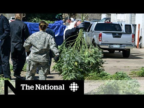 Black market for pot growing despite legalization in Colorado