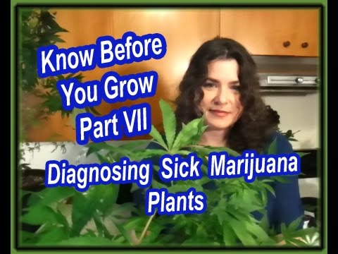 Diagnosing Sick Marijuana Plants – Cannabis Leaves, Discoloration & Troubleshooting