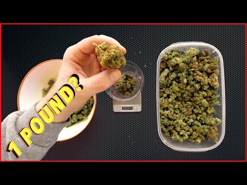 First time growing a pound of marijuana?