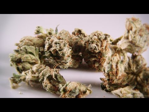 Cannabis Up Close #5: Famous Larry OG (Indica) – Marijuana Strain Review