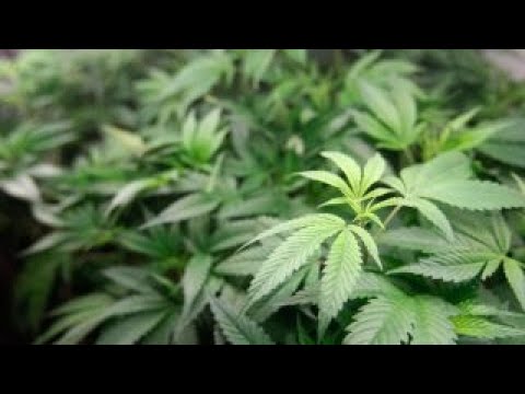 Investing in the growth of the marijuana industry