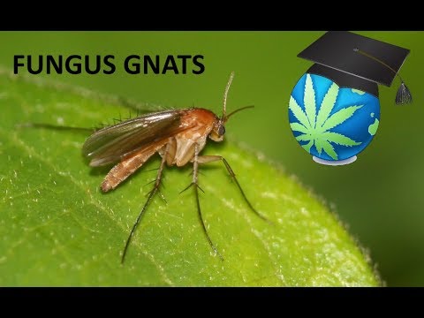 FUNGUS GNATS and How To Identify, Prevent and Destroy them – Cannabis Growing