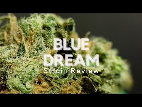 Blue Dream Cannabis Strain Review – ISMOKE