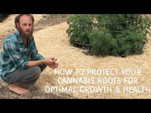 How to Protect Your Cannabis Roots For Optimal Growth and Health