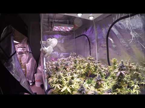 INDOOR LED CANNABIS TIMELAPSE GROW – FAST FAT STINKY BUDS IN 4X8 GARDEN!!!