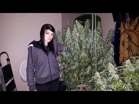 Worlds Largest Indoor Cannabis Plant -3 pounds dry weight