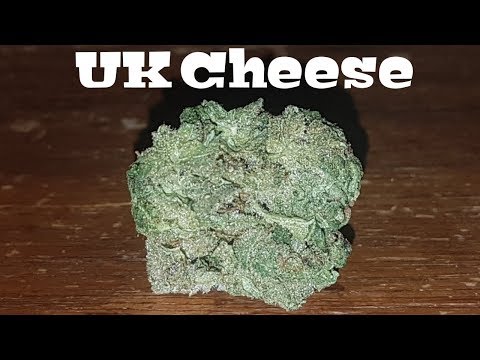 Canadian Cannabis Strain Review – UK Cheese AKA Balmoral From Tweed
