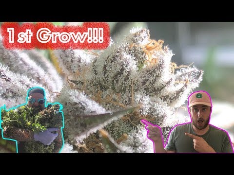 1st Time Cannabis Grower reviewing their First Harvest with GreenBox Grown