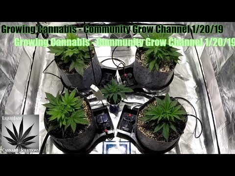 Growing Cannabis  – Community Grow Channel 1-20-19